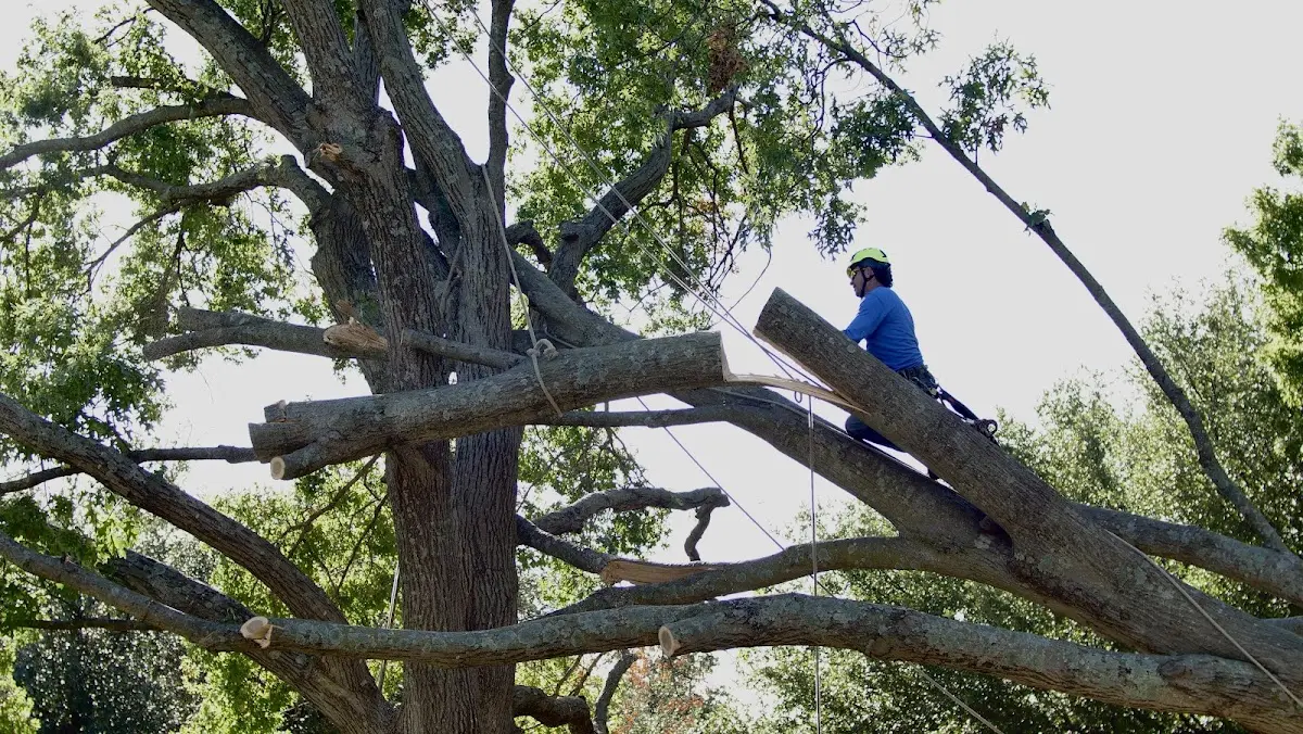 Professional Hazardous Tree Removal performed by certified arborists in Western Grove