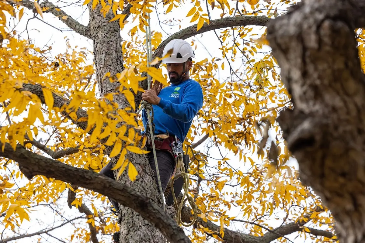 Skilled Tree Transplanting crew working in Western Grove