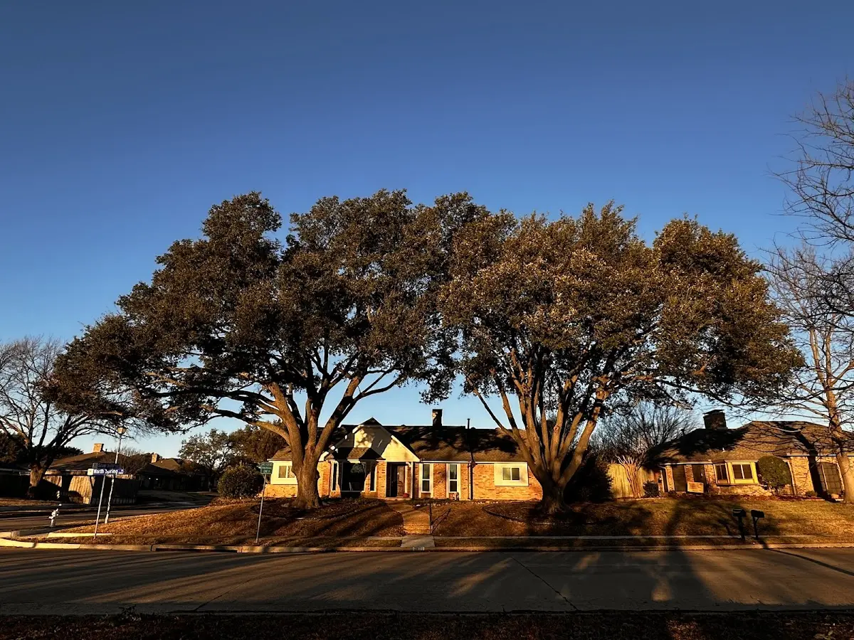 Established residential canopy tree shading a home in Western Grove
